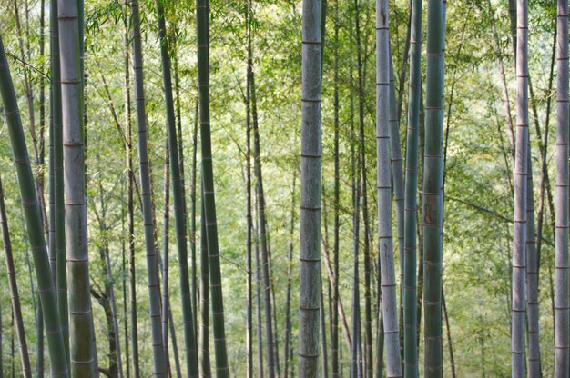 Photo green bamboo forest in china