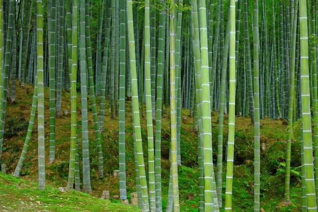 Photo green bamboo forest