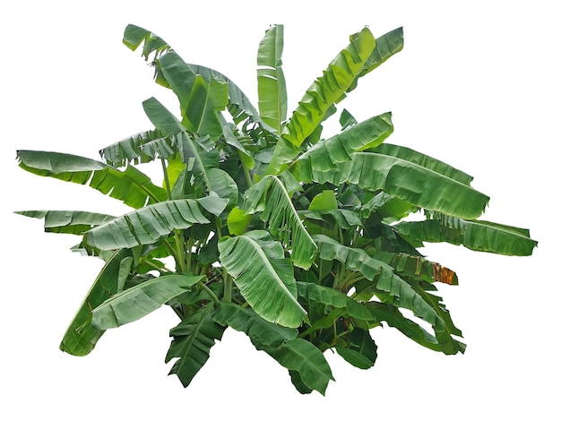 Green banana leaves white background