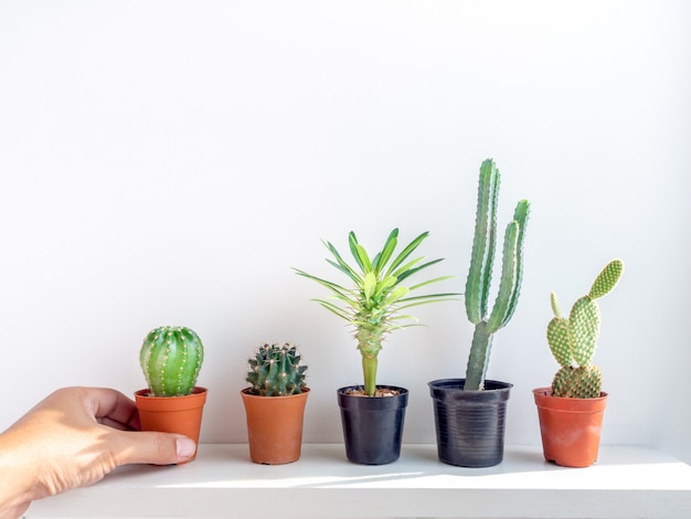 Green cactus in concrete pots on white shelf