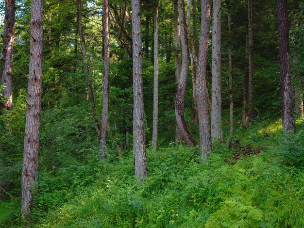 Photo green european forest landscape