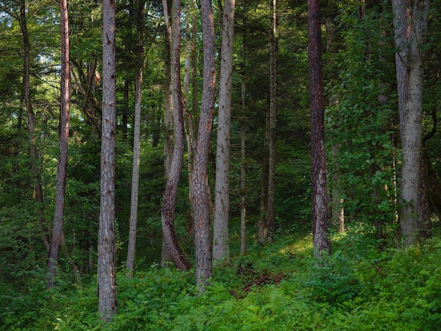 Photo green european forest landscape