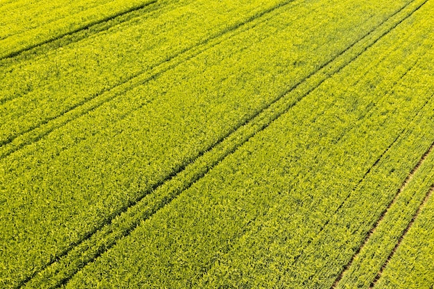 Photo green field in rural area landscape of agricultural cereal fields