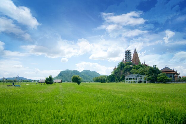 Photo green filed of rice with blue sky