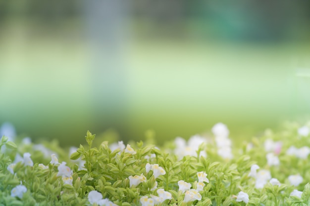 Photo green floral soft  background