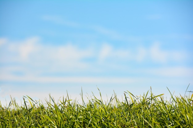 Photo green grass against a blue sky