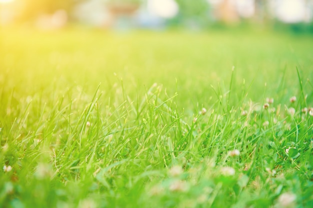 Photo green grass background. meadow with lush green grass in morning light with beautiful bokeh. beautiful view of purity and freshness of nature at spring or summer. blured close up view with copy space.