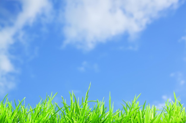 Photo green grass blades against a bright blue sky with white clouds