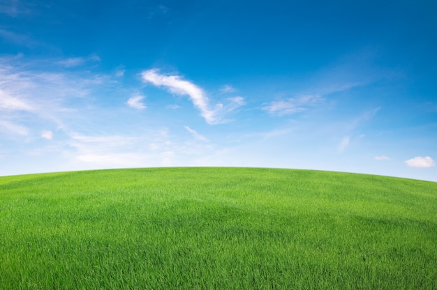 Photo green grass field with blue sky ad white cloud. nature landscape background