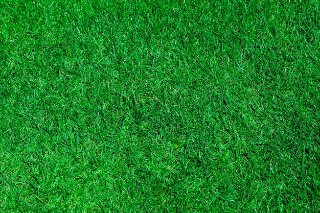 Green grass natural background