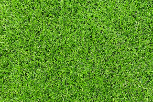 Photo green grass realistic background