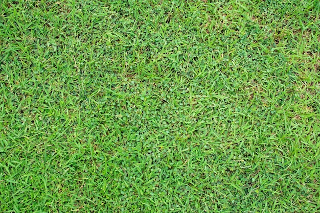 Green grass texture background top view