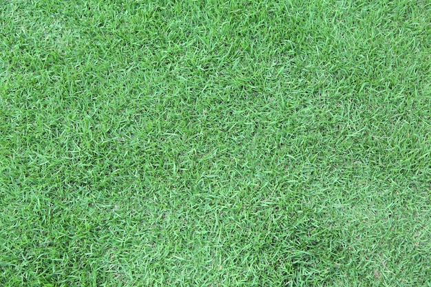 Green grass texture background.