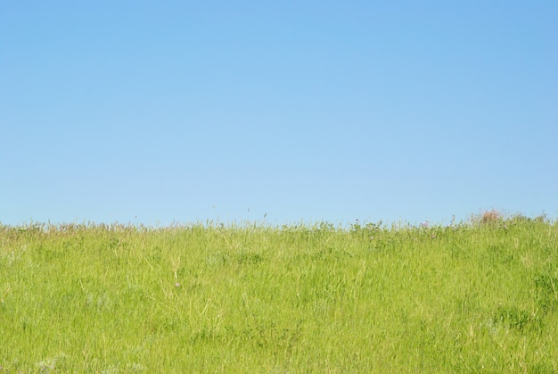 Photo green grass with blue sky and clouds.