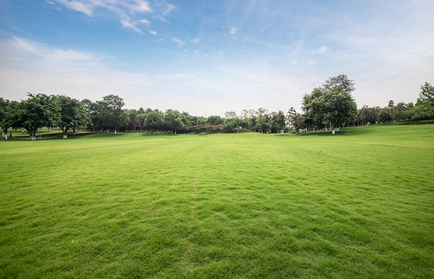 Photo green lawn in urban public park