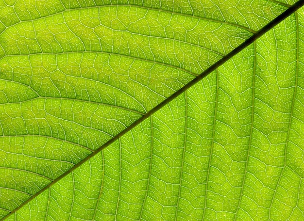 Green leaf texture