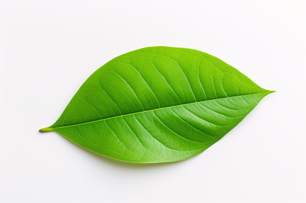 Photo a green leaf on a white background