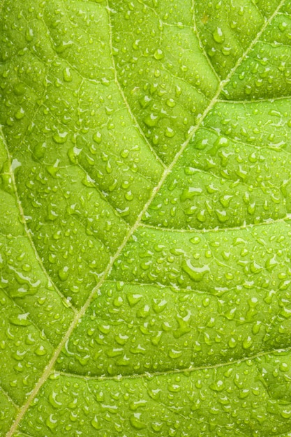 Green leaf with water droplets