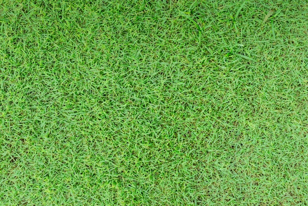 Green meadow grass field top view