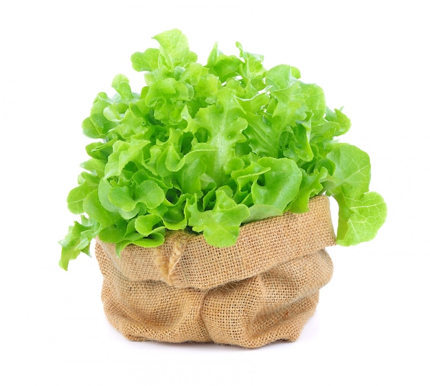 Photo green oak lettuce on white background