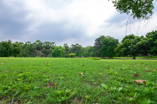 Green park with plant in rainy season