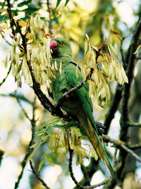 A green parrot is sitting on a tree branch