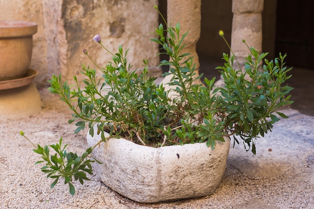 Foto piante in vaso verdi in vaso bello all'aperto.