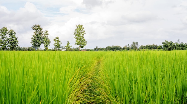 Photo green rice plantation in thailand