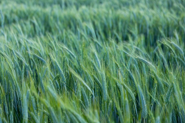 Green spikelets of wheat in the agricultural field Background