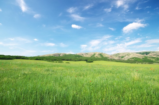 Green spring meadow in mountain Composition of nature