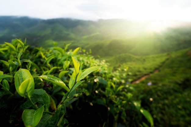 Photo green tea bud and fresh leaves. tea plantations in cameron highland, malaysia.