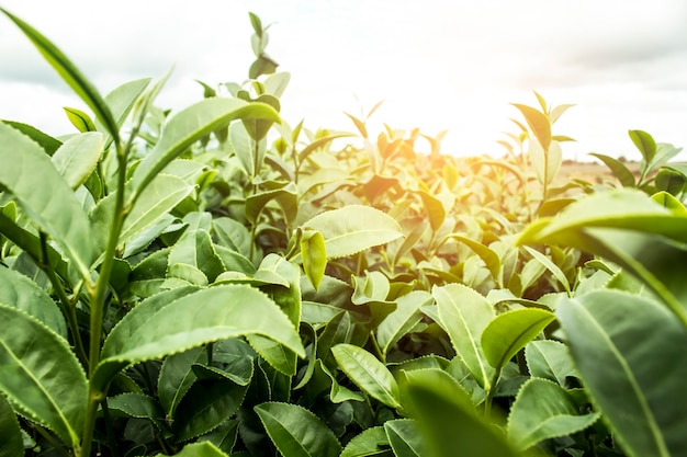 Green tea bud and leaves.  image is blurred.