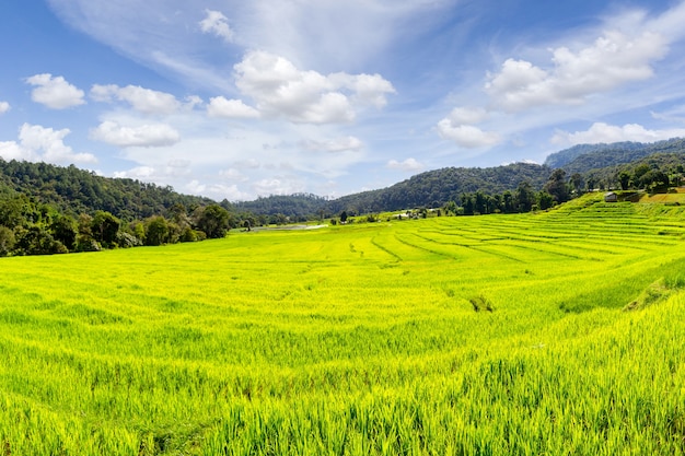 Photo green terraced rice field in mae klang luang, chiang mai province, thailand