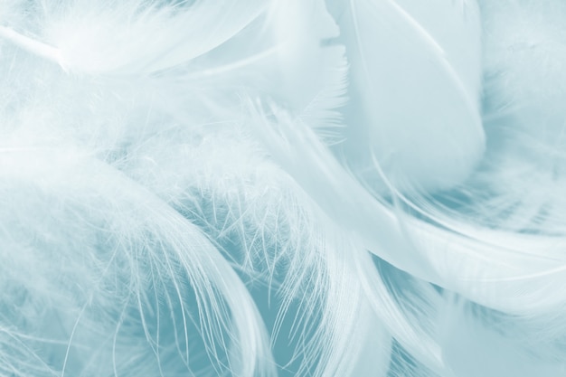 Green turquoise feather background