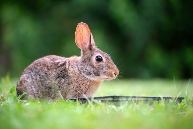 Grey small hare eating grass on summer field Wild rabbit in nature