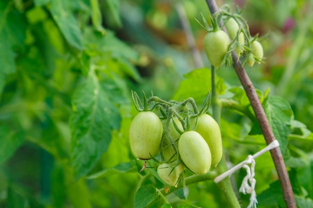 Groene tomaten op een struik worden in de zon gegoten en zingen