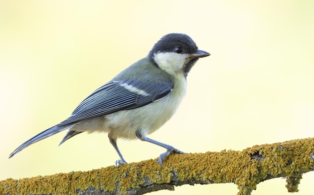 Foto grote tit parus major een vogel zit op een tak op een prachtige wazige achtergrond