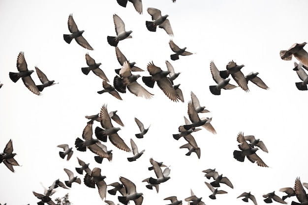 Group of many pigeons flying in the grey sky