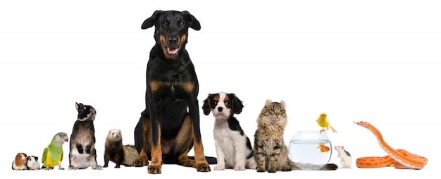 Group of pets sitting in front of white background