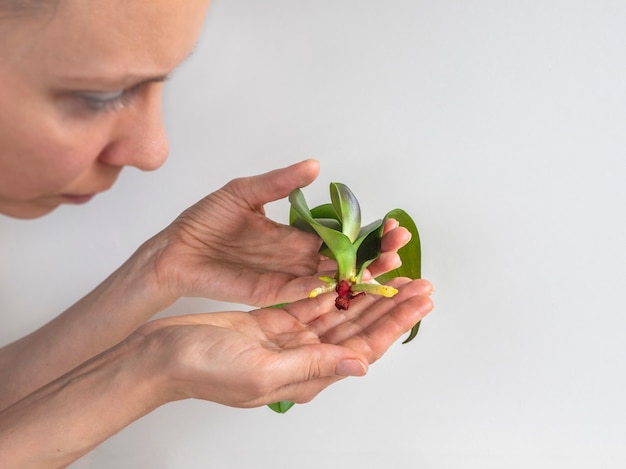 The growing young roots of an orchid seedling in the hands on a white background. Resuscitation of orchids. Home floriculture.