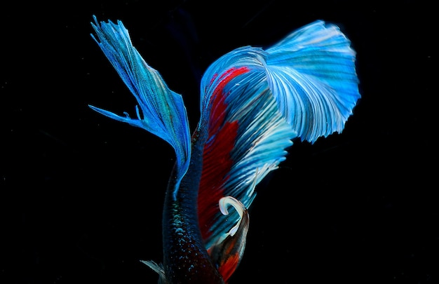 Halfmoon betta fish, siamese fighting fish, Capture moving of fish, Betta splendens