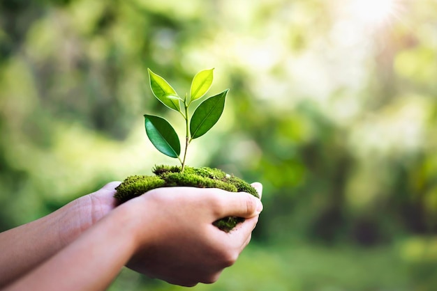 Hand holdig plant growing on green background with sunshine