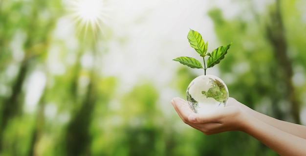 Photo hand holding glass globe ball with tree growing and green nature blur background