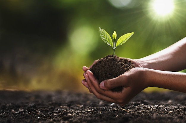 Photo hand holding small tree for planting. concept green world