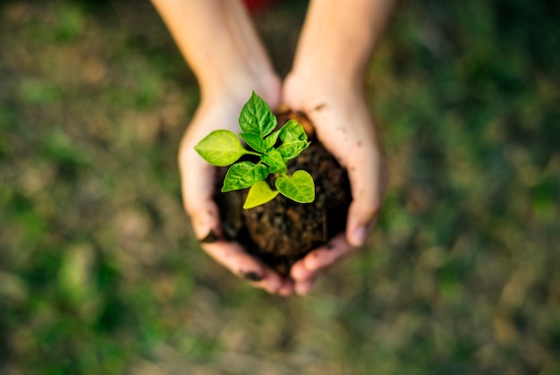 Hand holding sprout for growing nature