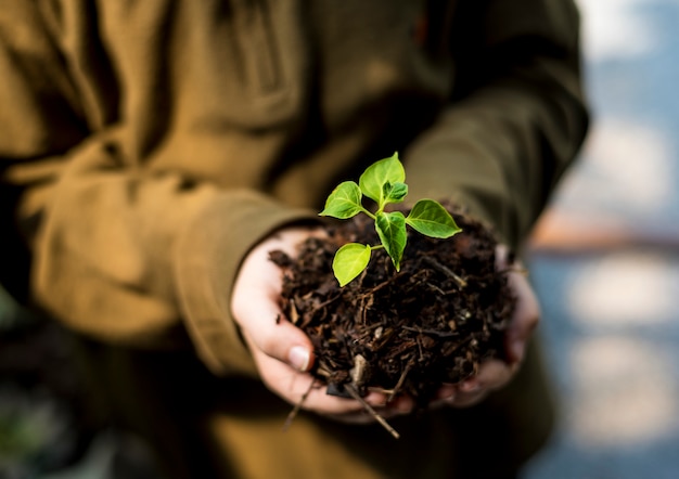 Hand holding sprout for growing nature