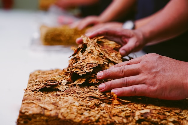 Hand holding tobacco leaf