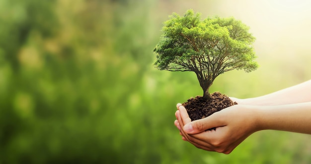 Photo hand holding tree on blur green nature