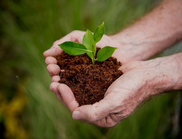 Hands holding a pile of earth soil with a growing plant