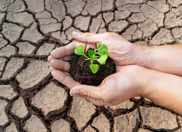 Hands holding seedlings are in dry land in a warming world ai generated